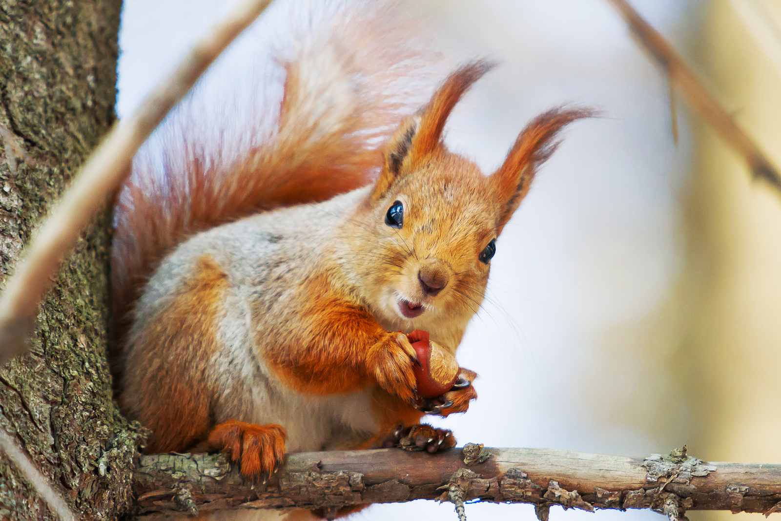 Ginger squirrel sits on a tree in the winter forest. Rodent eating a nut.
