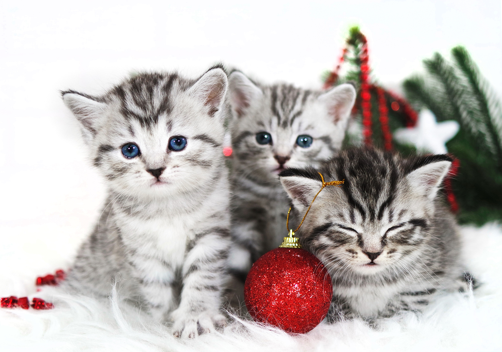 Kittens, Christmas holiday, red Christmas balls toys. Kittens breed Scottish British cute